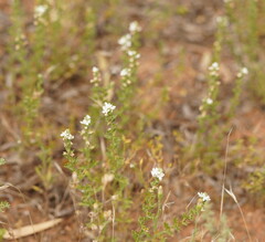 Teucrium sessiliflorum