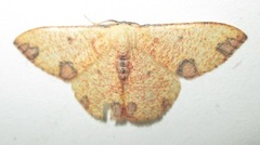 Celidomphax rubrimaculata