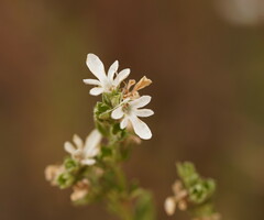 Teucrium sessiliflorum