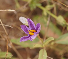 Solanum esuriale