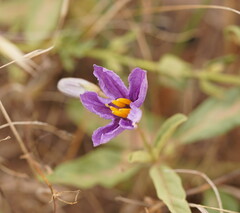 Solanum esuriale