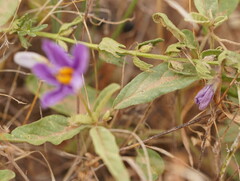 Solanum esuriale