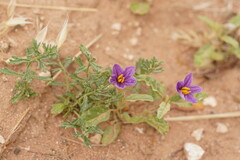 Solanum esuriale