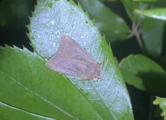 Agrocholorta nawae