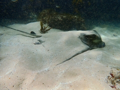 Myliobatis tenuicaudatus