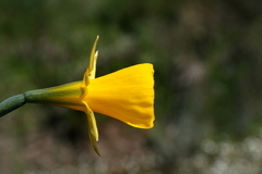 Narcissus bulbocodium