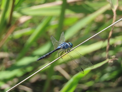 Trithemis stictica