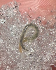 Mesenchytraeus