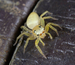 Epocilla