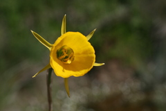 Narcissus bulbocodium