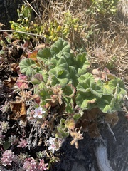 Pelargonium australe
