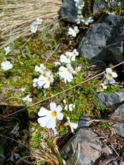 Ourisia caespitosa