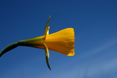 Narcissus bulbocodium