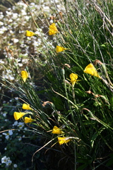 Narcissus bulbocodium