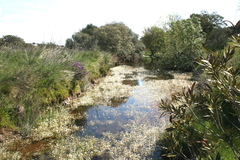 Narcissus bulbocodium