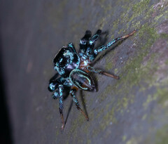 Thiania