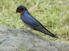 Hirundo angolensis