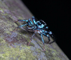 Thiania