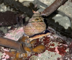 Calliostoma