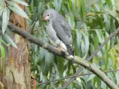 Kaupifalco monogrammicus