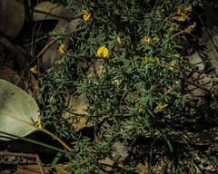 Pultenaea reflexifolia