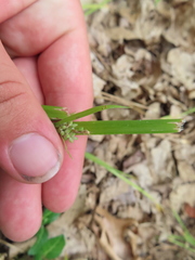 Carex blanda