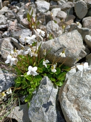 Viola cunninghamii
