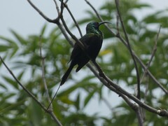 Nectarinia kilimensis