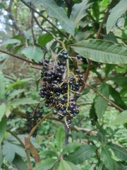 Parathesis donnell-smithii