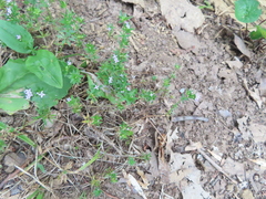 Sherardia arvensis
