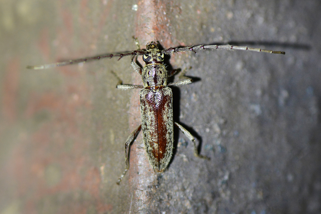 Spined Oak Borer