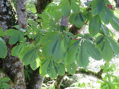 Aesculus turbinata