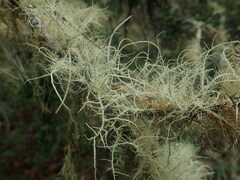 Usnea rubicunda