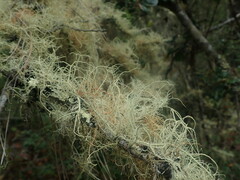 Usnea rubicunda