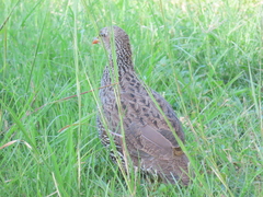 Pternistis natalensis