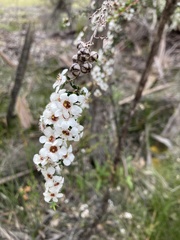 Leptospermum scoparium