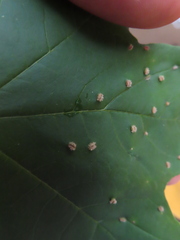 Dasineura communis