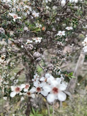 Leptospermum scoparium
