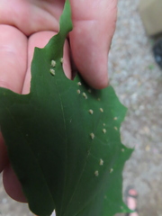 Dasineura communis