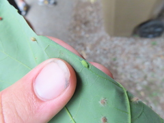 Dasineura communis