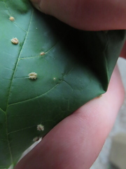 Dasineura communis
