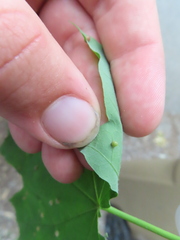 Dasineura communis