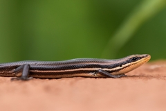 Marisora aquilonaria