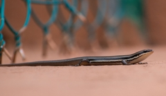 Marisora aquilonaria