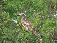Lophoceros nasutus