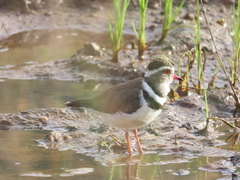 Charadrius tricollaris