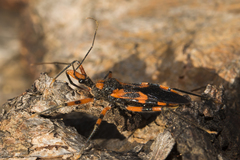 Havinthus rufovarius