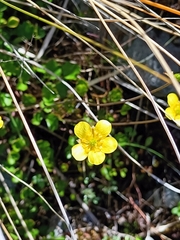 Ranunculus multiscapus