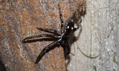 Tharpyna campestrata