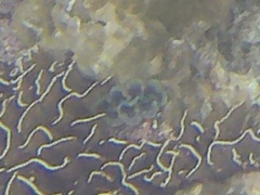 Tridacna crocea